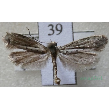 Yponomeuta sedella Treitschke, 1832 Namiotnik rozchodnikowiec Czech39